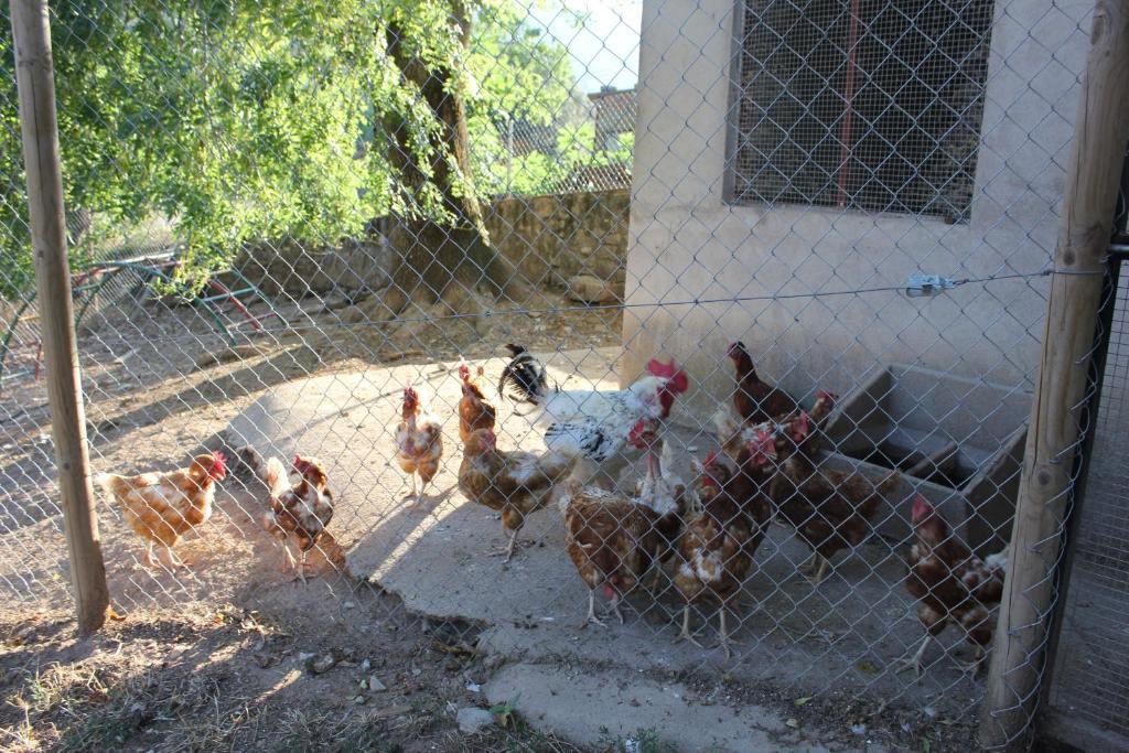 Can Carreras Albanya Exteriér fotografie